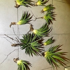 アガベ】滝の白糸錦 10株セット