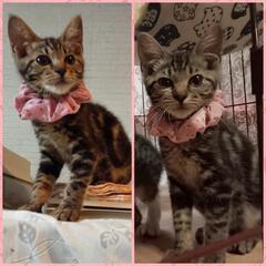 【県外可】アメショ柄の超甘えん坊！初めて飼う方にも◎

