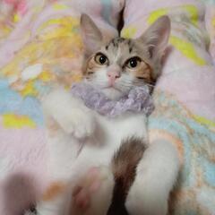 【県外可】金色の瞳☆シロミケ美猫！小さなお子さんも◎