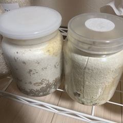 決まりました【幼虫】久留米産オオクワガタ2匹の画像