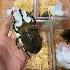 カブトムシ　エレファスゾウカブト　1ペア