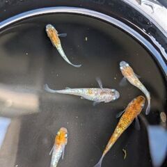 綺麗でかわいい！今、ペットとして人気のメダカ。アクアリウムやビオトープにの画像