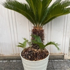 ソテツ 蘇轍 ガーデンニング 庭 庭木 植物