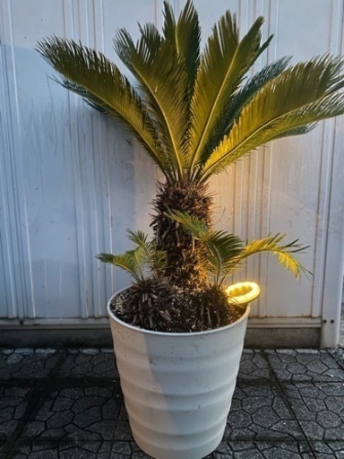 ソテツ　蘇轍　ガーデンニング　庭　庭木　植物