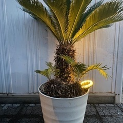 ソテツ　蘇轍　ガーデンニング　庭　庭木　植物