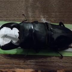 今週のクワガタバトルスケジュール❗