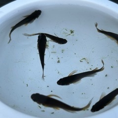 サタン黄ヒレ7匹セット　メダカ　めだかの画像