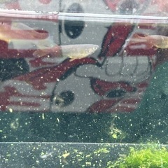 サタン黄ヒレ7匹セット　メダカ　めだかの画像