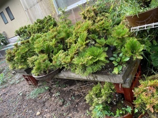 岩ヒバ、植木、盆栽