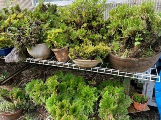 岩ヒバ、植木、盆栽