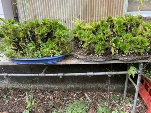 岩ヒバ、植木、盆栽