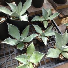アガベ  シュリベイ マグナ実生