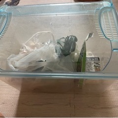鈴虫  飼育セット
