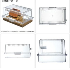値下げ中古】レオパ　爬虫類　トカゲ　レプティギア300の画像