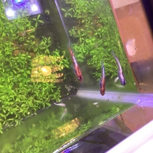 ３色みゆきメダカ対外光タイプ