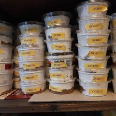 【再開】ギラファノコギリクワガタの幼虫