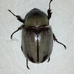【即ブリ／♀２頭】グラントシロカブト新成虫（１）