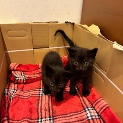 黒猫　男の子と女の子