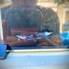 【OPGメダカ】初取引の方1000円以上購入でメダカくじ一回無料サービスの画像