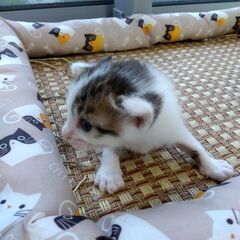 きじしろメス里親さん募集します