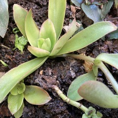 　おうち時間充実　★　天狗の舞★　多肉植物いかがでしょうか？の画像