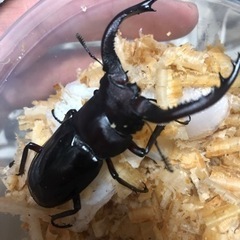 再制作！大人気クワガタ福袋！