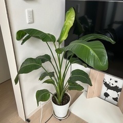 (鉢植え)ストレチアオーガスタ