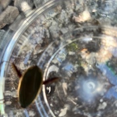 ゲンゴロウ