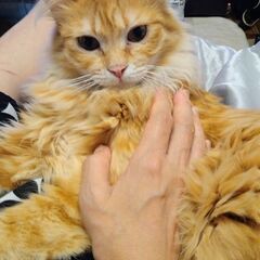 ※再募集　天真爛漫なお姫様 茶トラ長毛✩安(あん)ちゃん - 猫