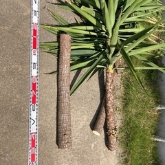 ユッカ　エレファンティペス　青年の木　観葉植物　挿し木用原木です