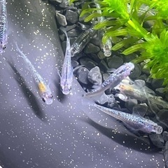 夜桜メダカ 稚魚幼魚 10匹 500円の画像