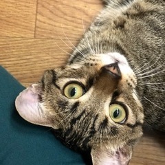 人が好きで陽気なキジ猫　決定