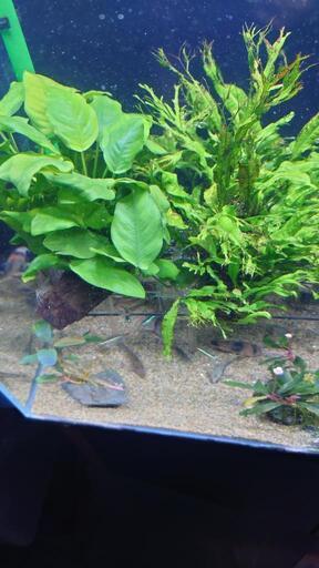 陰性水草まとめて　アヌビアス　ブセファランドラ等