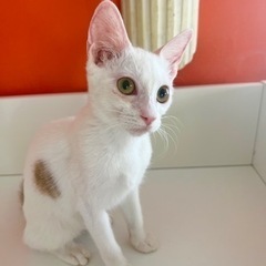 生後3ヶ月白茶キジ美少年