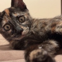 可愛いサビ猫です