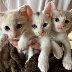 生まれたて3兄妹です🎶