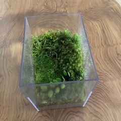 苔テラニウム