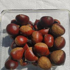 栗　800g