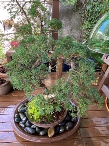 真柏　盆栽　80cm