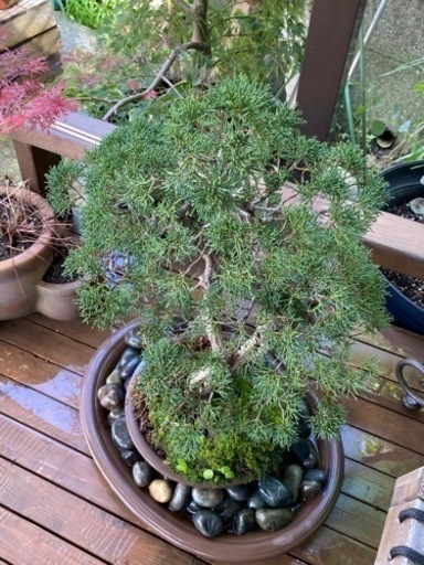 真柏　盆栽　80cm