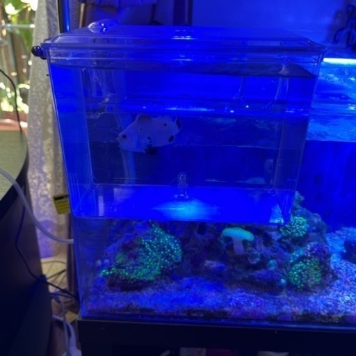オーバーフロー水槽