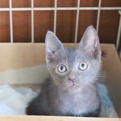 生後1ヶ月 オス グレー 子猫 甘えん坊