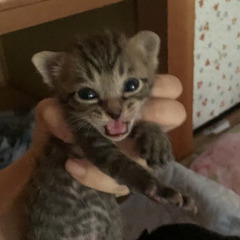 生まれたばかりの子猫ちゃん4匹です　男の子　里親さん募集中です！...