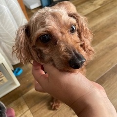 色んなことに興味津々♡トイプードル 女の子