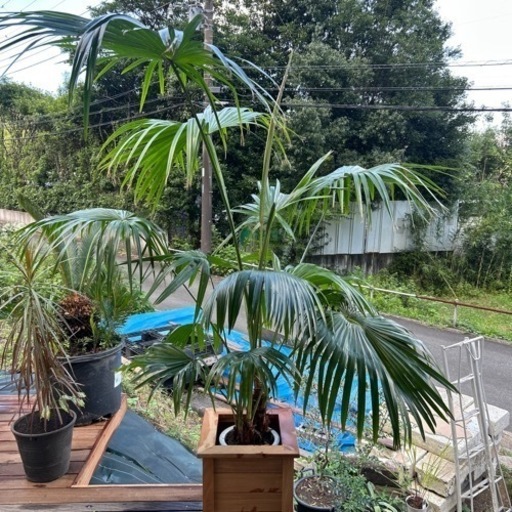 ビロウヤシ　観葉植物