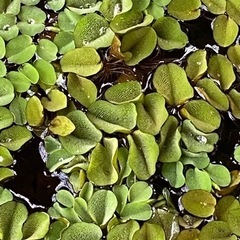 ★今月末で処分します！【無料】◾️浮き草オオサンショウモの画像