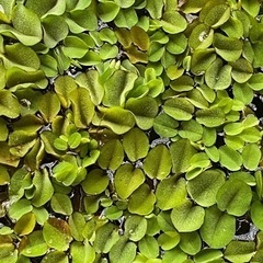 ★今月末で処分します！【無料】◾️浮き草オオサンショウモの画像