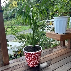 キングパーム　ヤシ