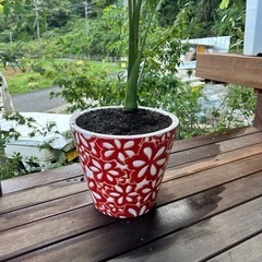 キングパーム　ヤシ