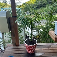 キングパームの中古が安い！激安で譲ります・無料であげます